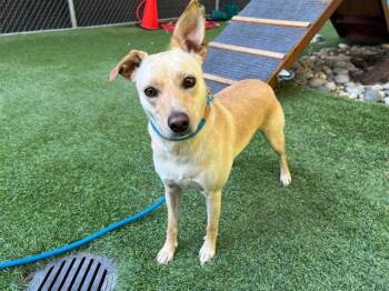 GUERITA -  Chihuahua Dog for Adoption in San Jose, California - GUERITA | PetCurious