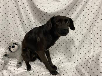 Chihuahua and Mixed Breed Dogs Available for Adoption in Modesto, California - A609814 | PetCurious