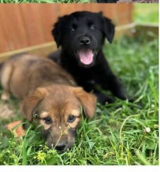 Charlie -  Retriever and Shepherd Dog Available for Adoption in West Peoria, Illinois - Charlie | PetCurious