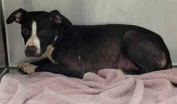 Lennon -  Pit Bull Terrier and Mixed Breed Dog for Adoption in Kansas City, Missouri - Lennon | PetCurious