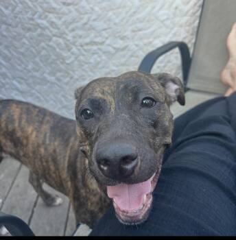 Rescue Pit Bull Terrier Dogs for Adoption in Philadelphia, Pennsylvania - Bridal | PetCurious