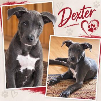 Dexter -  Pit Bull Terrier and Mixed Breed Dog for Adoption in Zimmerman, Minnesota - Dexter | PetCurious