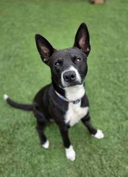 Lemmy -  Mixed Breed Dog for Adoption in Sparta, Wisconsin - Lemmy | PetCurious