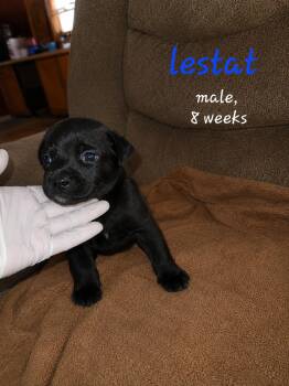 Lestat -  Labrador Retriever Dog for Adoption in Carmel Hamlet, New York - Lestat | PetCurious