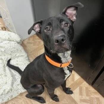 Budgie -  Pit Bull Terrier Dog for Adoption in Worcester, Massachusetts - Budgie | PetCurious