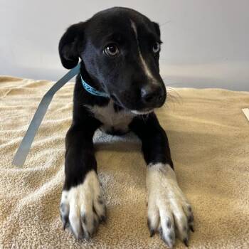 IVHS-Stray-139322 -  Labrador Retriever Dog for Adoption in San Gabriel, California - IVHS-Stray-139322 | PetCurious