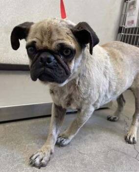 Jasmine -  Pug Dog for Adoption in Eagle, Idaho - Jasmine | PetCurious