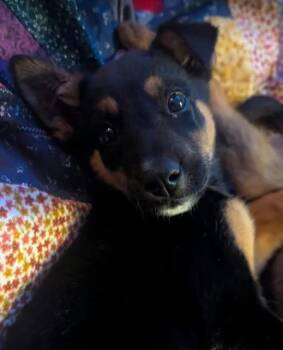 Barbie -  Shepherd Dog for Adoption in Woodstock, Ontario - Barbie | PetCurious