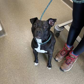 Staffordshire Bull Terrier Dogs Available for Adoption in Council Bluffs, Iowa - Bubba | PetCurious