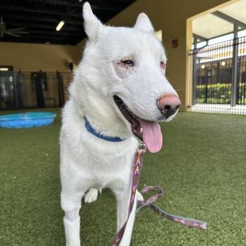 Zeus -  White German Shepherd and Husky Dog Available for Adoption in West Palm Beach, Florida - Zeus | PetCurious