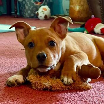 Jace -  Rat Terrier Dog for Adoption in Williston, Vermont - Jace | PetCurious