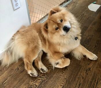 Rescue Chow Chow Dogs for Adoption in Manchester, Connecticut - OLLIE | PetCurious