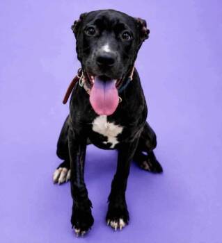 Felicity -  Mixed Breed Dog for Adoption in Charlotte, Michigan - Felicity | PetCurious