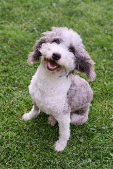 Aussiedoodle Dogs Available for Adoption - Marge | PetCurious