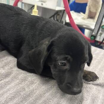 Troy -  Mixed Breed Dog for Adoption in Milton, Florida - Troy | PetCurious