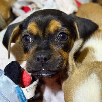 Rescue French Bulldog and Pug Dogs for Adoption in Sacramento, California - Sandor | PetCurious