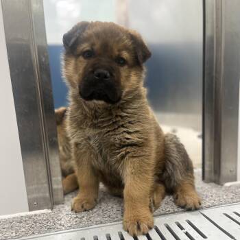 Mixed Breed Dogs Available for Adoption in Clavet, Saskatchewan - Cubby | PetCurious