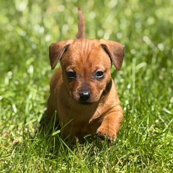 Chihuahua Dogs Available for Adoption in Roseburg, Oregon - Honey | PetCurious