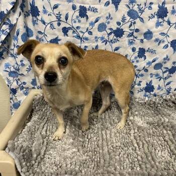 A612000 -  Chihuahua Dog for Adoption in Modesto, California - A612000 | PetCurious