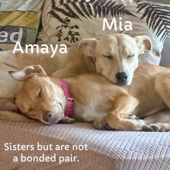 Rescue Mixed Breed Dogs for Adoption in San Diego, California - Amaya | PetCurious
