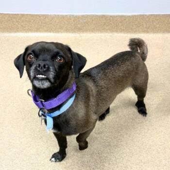CHICKEN -  Chihuahua and Pug Dog for Adoption in Aurora, Colorado - CHICKEN | PetCurious