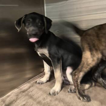 Sneezy -  Mixed Breed Dog for Adoption in Bend, Oregon - Sneezy | PetCurious