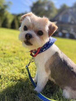 Ray -  Shih Tzu and Maltese Dog for Adoption in Thornwood, New York - Ray | PetCurious
