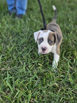 Rescue Pit Bull Terrier Dogs for Adoption in Kempner, Texas - Dwight | PetCurious