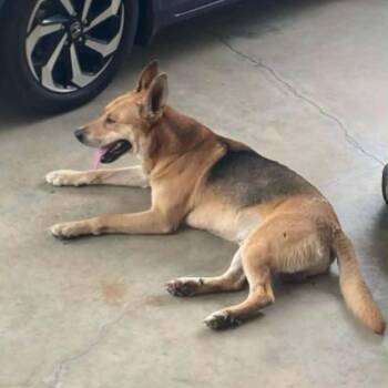 Astro -  German Shepherd Dog Dog for Adoption in Marshall, Virginia - Astro | PetCurious
