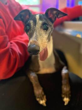 Italian Greyhound Dogs Available for Adoption in Wayne, New Jersey - Golden Earring | PetCurious