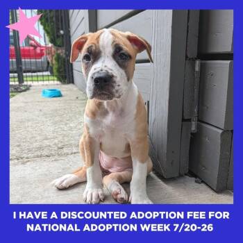 Mochi -  Pit Bull Terrier Dog for Adoption in Chicago, Illinois - Mochi | PetCurious