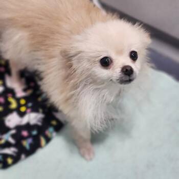 Mimi -  Pomeranian Dog for Adoption in Walnutport, Pennsylvania - Mimi | PetCurious