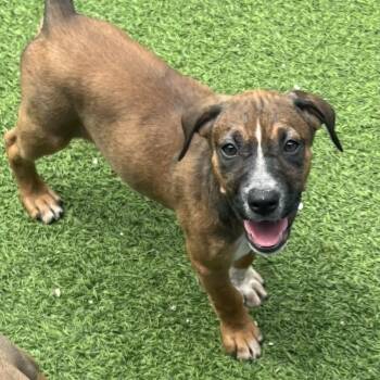 Demi 7263 -  Mixed Breed Dog for Adoption in Loxahatchee Groves, Florida - Demi 7263 | PetCurious
