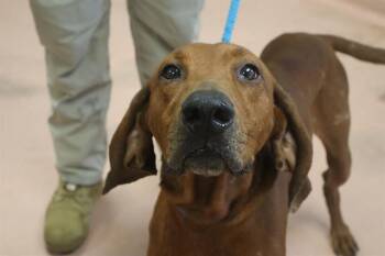 FUSE -  Mixed Breed Dog for Adoption in Columbia, South Carolina - FUSE | PetCurious