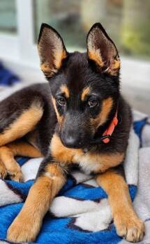 German Shepherd Dog Dogs Available for Adoption in Seattle, Washington - Brooklyn | PetCurious
