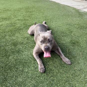 Mixed Breed Dogs Available for Adoption in Truckee, California - Birdie | PetCurious