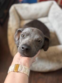 Rescue Weimaraner and Black Labrador Retriever Dogs for Adoption in Mt. Juliet, Tennessee - Darla (Dresden #15) | PetCurious