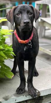 Tianna -  Chocolate Labrador Retriever and Catahoula Leopard Dog Dog for Adoption in Alexandria, Louisiana - Tianna | PetCurious