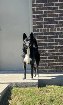 Rescue Akita and Border Collie Dogs for Adoption in Dallas, Texas - Sake J | PetCurious