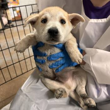 Shepherd Dogs Available for Adoption in Edinburg, Texas - Zues (Mars) | PetCurious