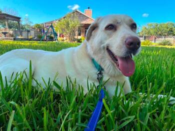 Bruno Mars - A Gentle Giant -  Labrador Retriever and Great Pyrenees Dog for Adoption in Corpus Christi, Texas - Bruno Mars - A Gentle Giant | PetCurious