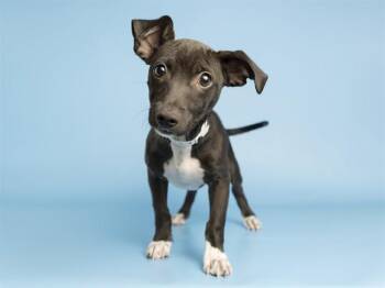 CLAY -  Chihuahua Dog for Adoption in Phoenix, Arizona - CLAY | PetCurious
