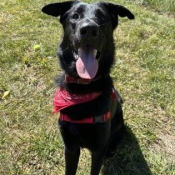 Payton -  German Shepherd Dog Dog for Adoption in Worcester, Massachusetts - Payton | PetCurious