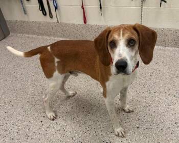Cash -  Treeing Walker Coonhound Dog for Adoption in Littleton, Colorado - Cash | PetCurious