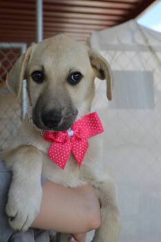 Labrador Retriever Dogs Available for Adoption in Mckinney, Texas - Dottie | PetCurious