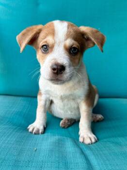 Australian Cattle Dog Blue Heeler and American Staffordshire Terrier Dogs Available for Adoption - Mercury The Mixed Breed Puppy! | PetCurious