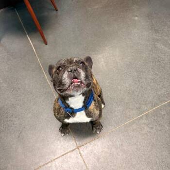 Zeus -  French Bulldog Dog for Adoption in Idaho Falls, Idaho - Zeus | PetCurious