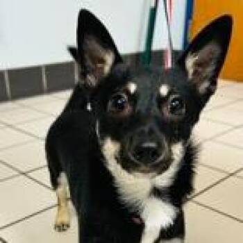 Babe -  Chihuahua and Mixed Breed Dog for Adoption in Tampa, Florida - Babe | PetCurious