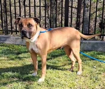 Rescue Boxer Dogs for Adoption in Westminster, South Carolina - Bishop | PetCurious