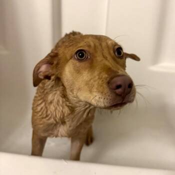 Rescue Labrador Retriever Dogs for Adoption in Columbia, South Carolina - CosMc | PetCurious